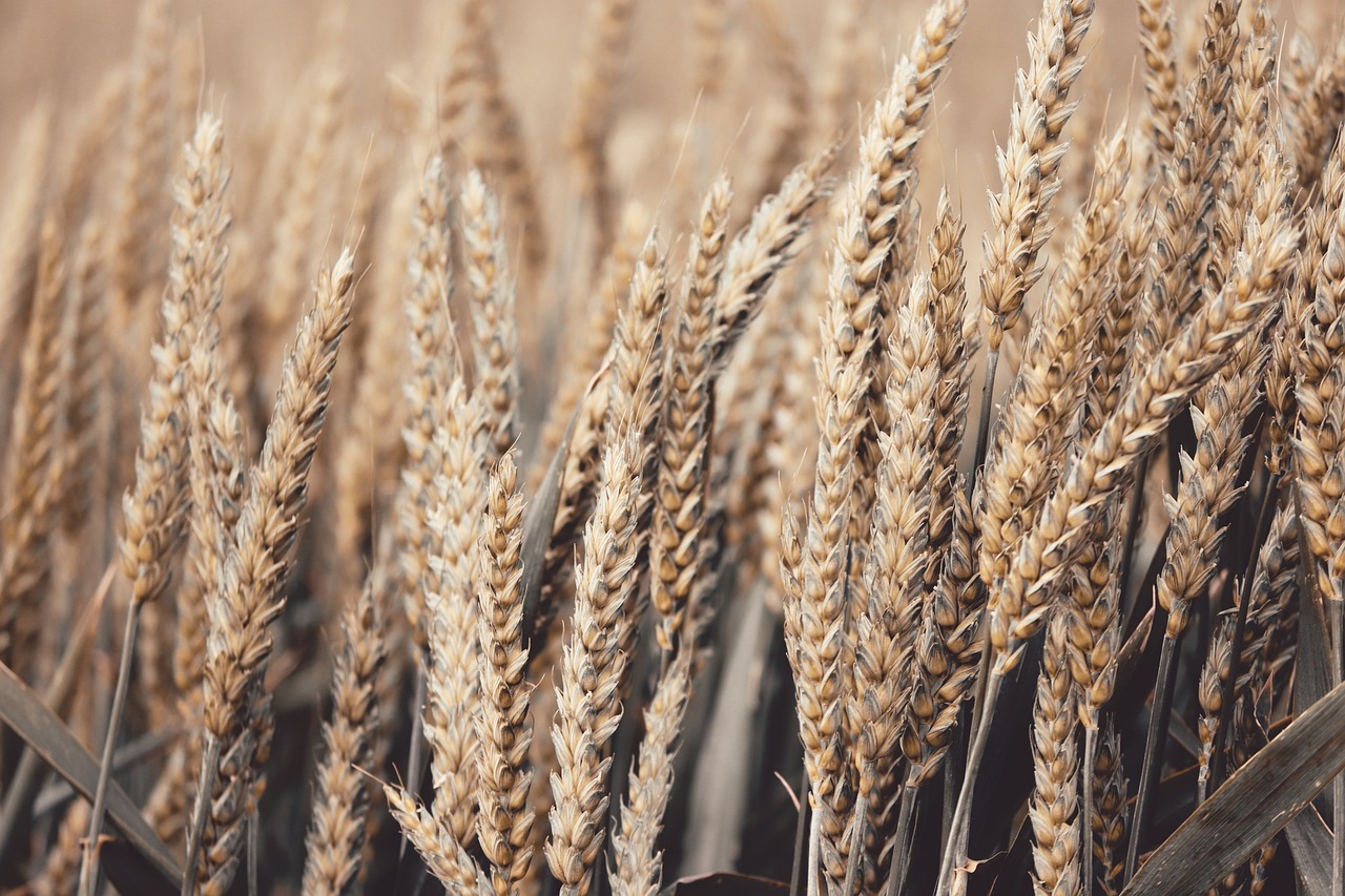 How to Promote Eco-farming in Your Local Community